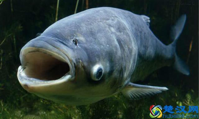 农村养殖这几种鱼,回报率最高!而且养殖技术简单,周期短!