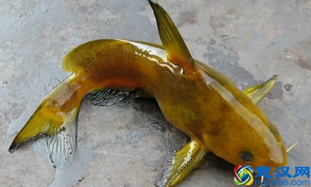 农村养殖这几种鱼,回报率最高!而且养殖技术简单,周期短!