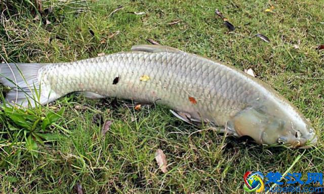 农村养殖这几种鱼,回报率最高!而且养殖技术简单,周期短!