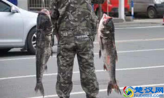 农村养殖这几种鱼,回报率最高!而且养殖技术简单,周期短!