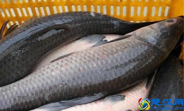 农村养殖这几种鱼,回报率最高!而且养殖技术简单,周期短!