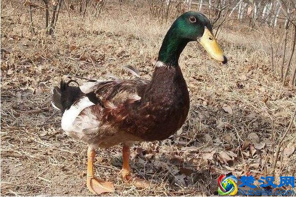 鸭子养殖选什么品种比较受欢迎呢?