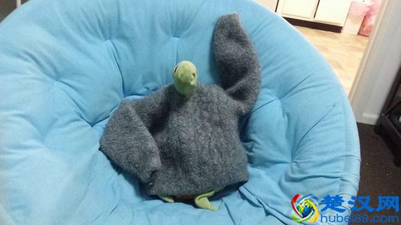 怎么清洗羊毛衫？方法不当会缩水！生活小窍门帮你解决