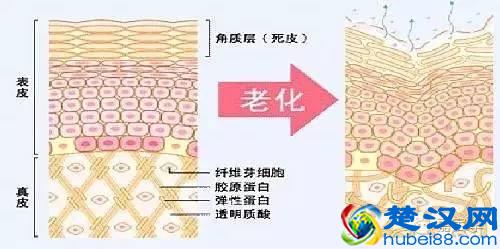 胶原蛋白的功效与作用，吃什么补充胶原蛋白！