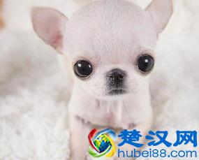 教你如何挑选一只纯种吉娃娃