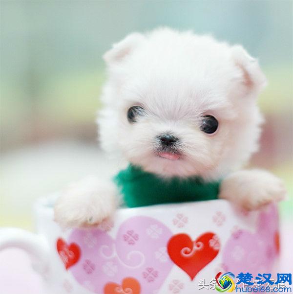 小巧可爱的茶杯犬多少钱一只？价格之高出乎你的想象，差一点的都要1万多