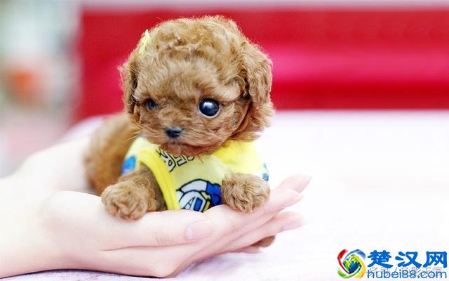 小巧可爱的茶杯犬多少钱一只？价格之高出乎你的想象，差一点的都要1万多