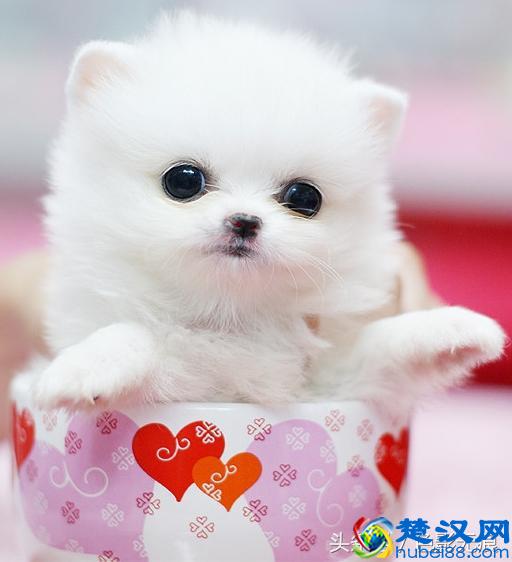 小巧可爱的茶杯犬多少钱一只？价格之高出乎你的想象，差一点的都要1万多