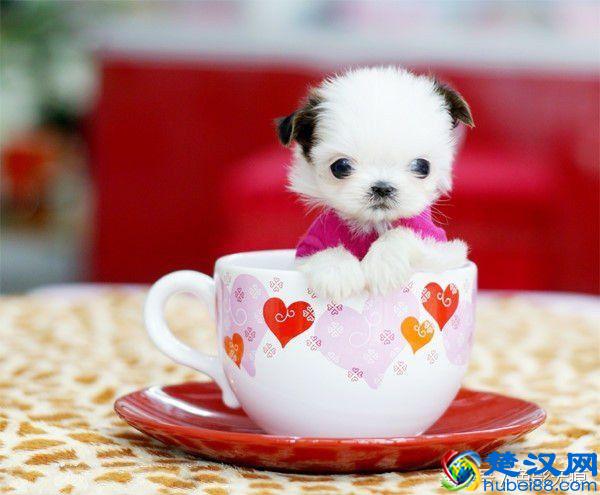 小巧可爱的茶杯犬多少钱一只？价格之高出乎你的想象，差一点的都要1万多