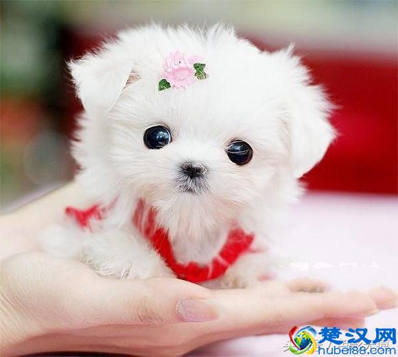 小巧可爱的茶杯犬多少钱一只？价格之高出乎你的想象，差一点的都要1万多