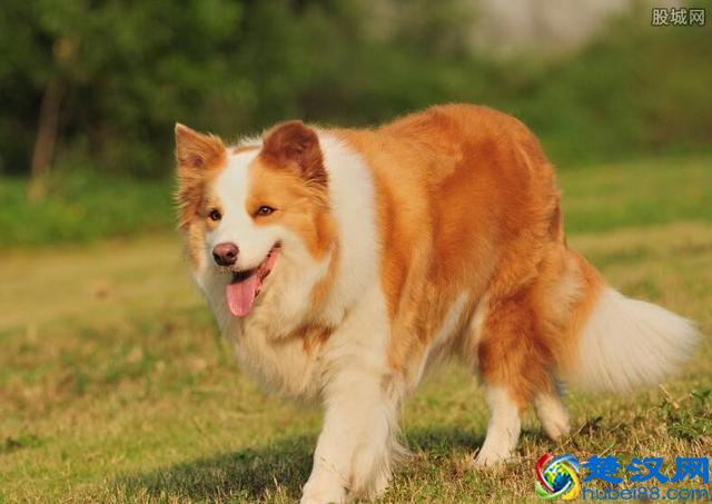 边境牧羊犬多少钱？世界犬种中第一聪明的狗！