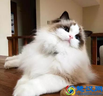 布偶猫多少钱一只？看完值这个价！