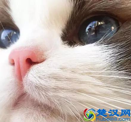 布偶猫多少钱一只？看完值这个价！