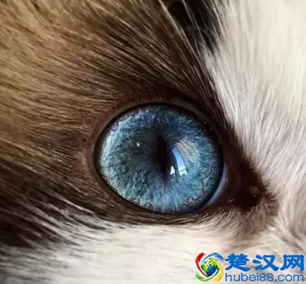 布偶猫多少钱一只？看完值这个价！