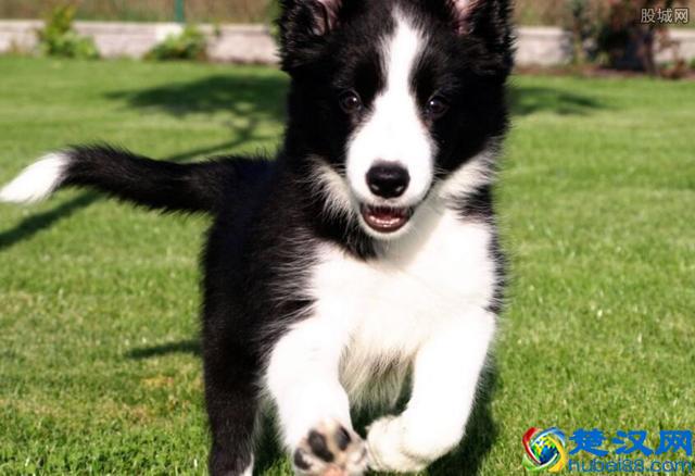 边境牧羊犬多少钱？世界犬种中第一聪明的狗！