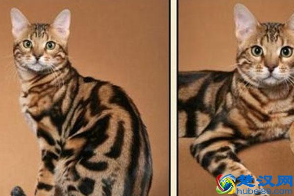 豹猫可以养吗 豹猫和一般的猫有什么区别
