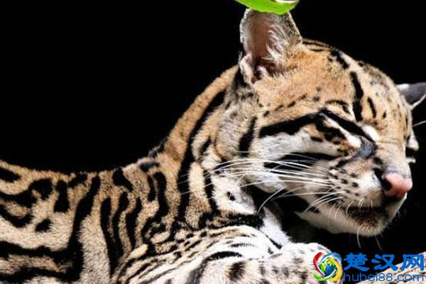 豹猫可以养吗 豹猫和一般的猫有什么区别