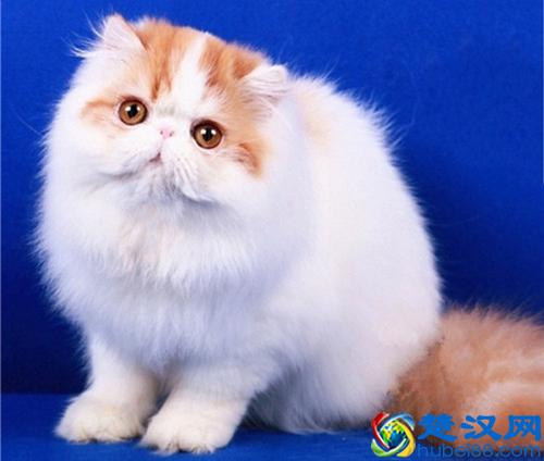 波斯猫挑选：如何选购一只品相好的波斯猫？波斯猫价格如何？