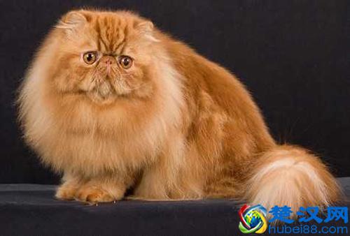 波斯猫挑选：如何选购一只品相好的波斯猫？波斯猫价格如何？