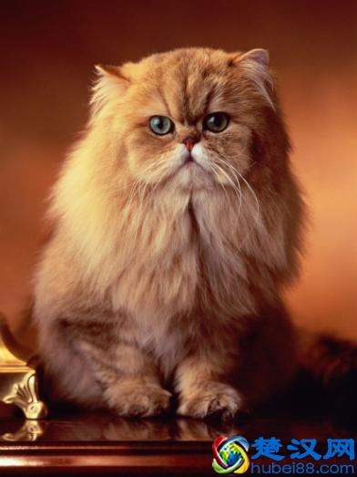 纯种的波斯猫怎么分辨，纯种波斯猫需要多少钱