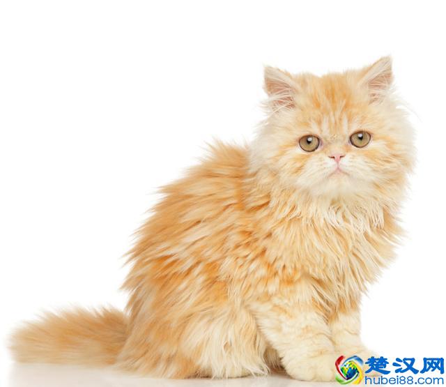 纯种的波斯猫怎么分辨，纯种波斯猫需要多少钱