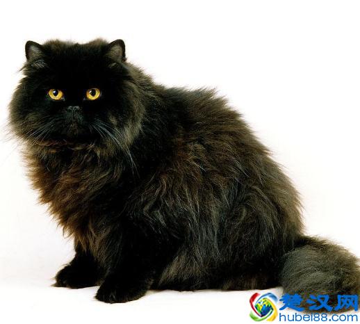 纯种的波斯猫怎么分辨，纯种波斯猫需要多少钱