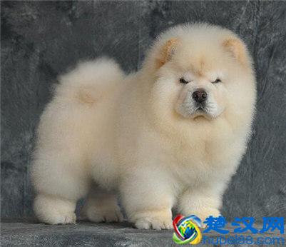 松狮狗多少钱一只？松狮狗的挑选方法及购买建议