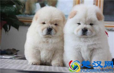 松狮狗多少钱一只？松狮狗的挑选方法及购买建议