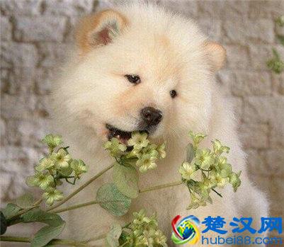 松狮狗多少钱一只？松狮狗的挑选方法及购买建议