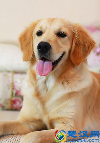 金毛犬怎么养？最正确的金毛犬饲养方法，又涨姿势了！