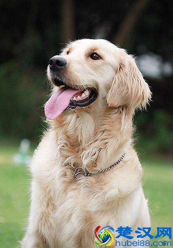 金毛犬怎么养？最正确的金毛犬饲养方法，又涨姿势了！