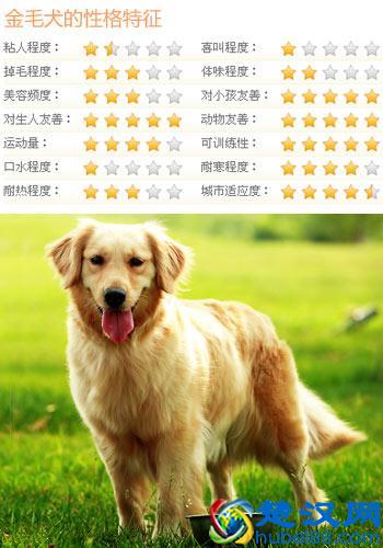 金毛犬怎么养？最正确的金毛犬饲养方法，又涨姿势了！