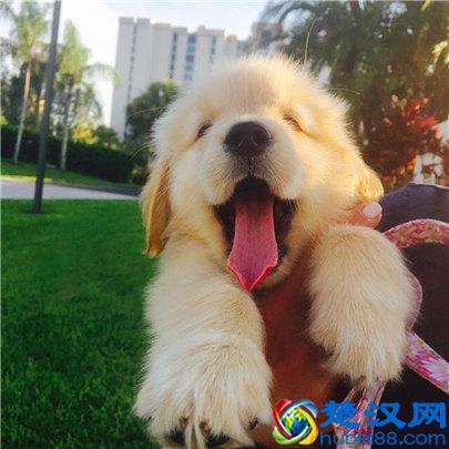 金毛狗多少钱一只？金毛幼犬的价格及挑选方法介绍