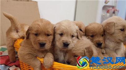 金毛狗多少钱一只？金毛幼犬的价格及挑选方法介绍