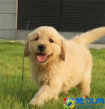 金毛狗多少钱一只？金毛幼犬的价格及挑选方法介绍