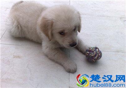 金毛狗多少钱一只？金毛幼犬的价格及挑选方法介绍