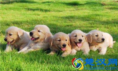 金毛狗多少钱一只？金毛幼犬的价格及挑选方法介绍