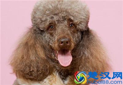 巨型贵宾犬多少钱一只？巨型贵宾犬的价格及选购方法