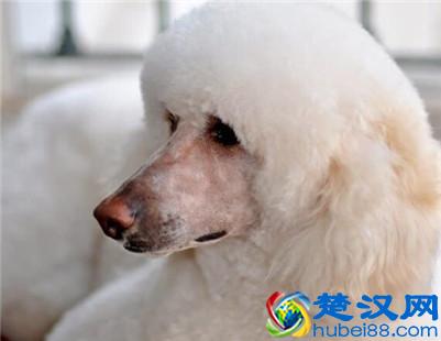 巨型贵宾犬多少钱一只？巨型贵宾犬的价格及选购方法