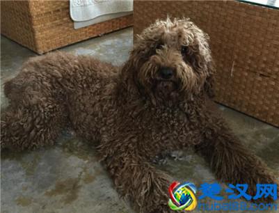 巨型贵宾犬多少钱一只？巨型贵宾犬的价格及选购方法