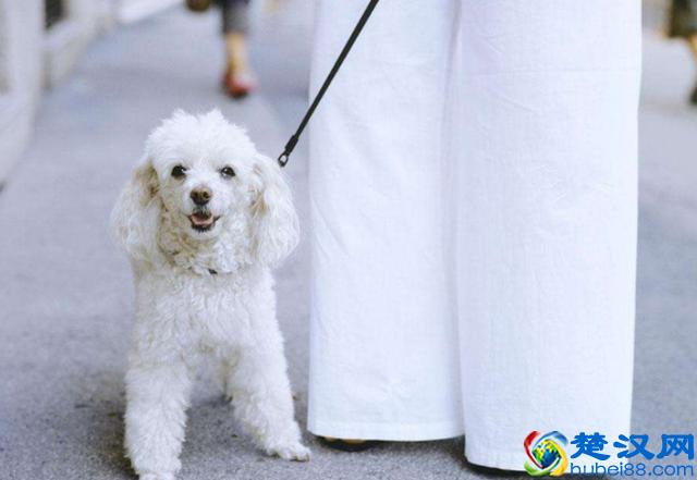新手要如何正确的去饲养一只贵宾犬？来看看宠物店老板怎么说
