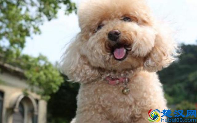 新手要如何正确的去饲养一只贵宾犬？来看看宠物店老板怎么说