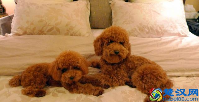 新手要如何正确的去饲养一只贵宾犬？来看看宠物店老板怎么说