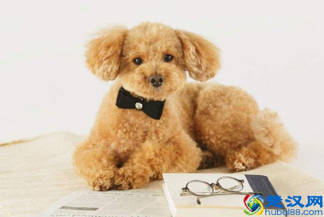 新手要如何正确的去饲养一只贵宾犬？来看看宠物店老板怎么说