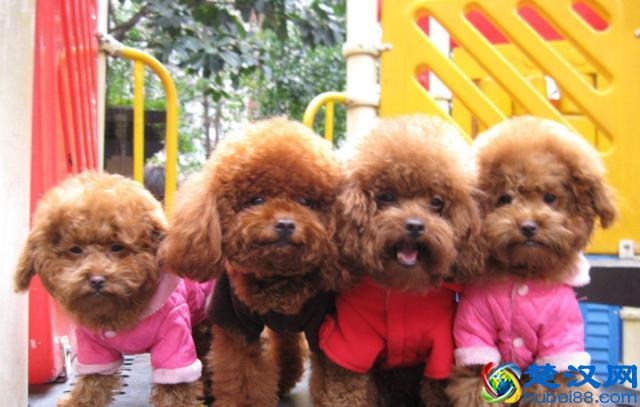 新手要如何正确的去饲养一只贵宾犬？来看看宠物店老板怎么说