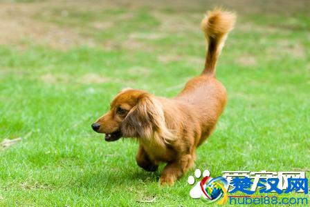 长毛腊肠犬好养么 长毛腊肠犬怎么养