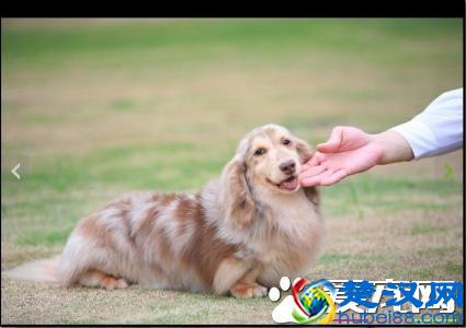 长毛腊肠犬好养么 长毛腊肠犬怎么养