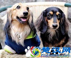 长毛腊肠犬好养么 长毛腊肠犬怎么养
