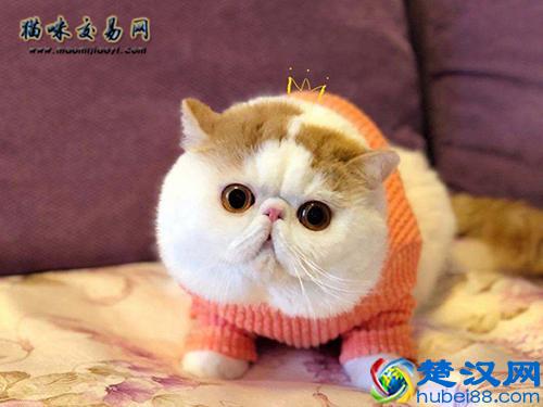 如何挑选加菲猫？加菲猫多少钱一只合适？