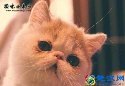 如何挑选加菲猫？加菲猫多少钱一只合适？